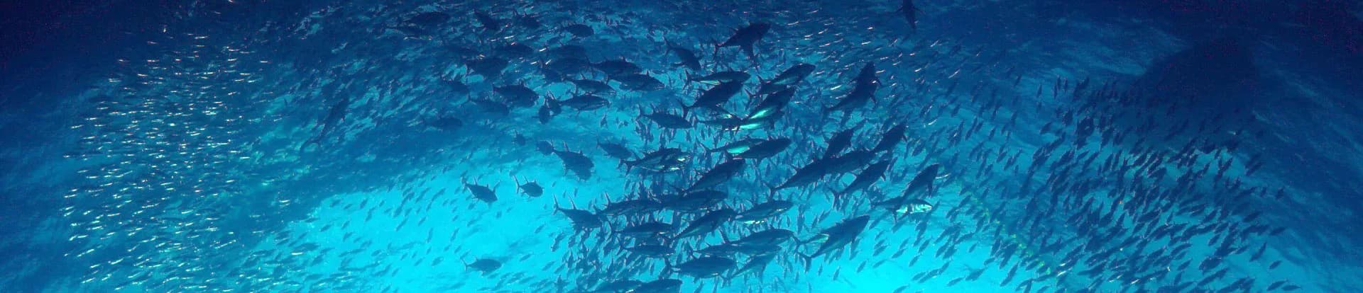 Micronesia: Priavtising Fisheries