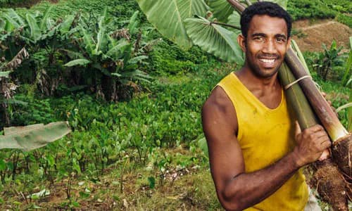 Sustainable Forestry: Fiji