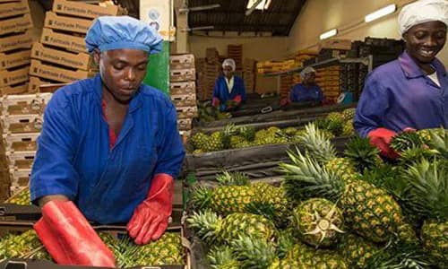 Agri Insurance: Ghana