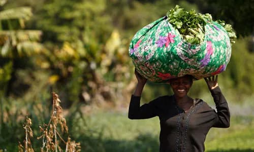 Agri Insurance: Ghana