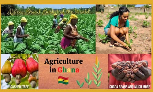 Agri Insurance: Ghana