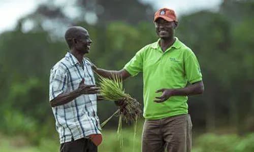 Agri Insurance: Ghana