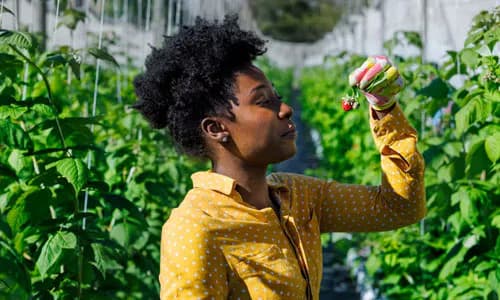 Agricultural Insurance: Ghana
