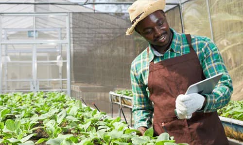 Agricultural Insurance: Ghana