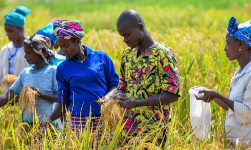 Agricultural Insurance: Ghana
