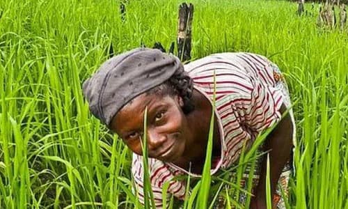 Agricultural Insurance: Ghana