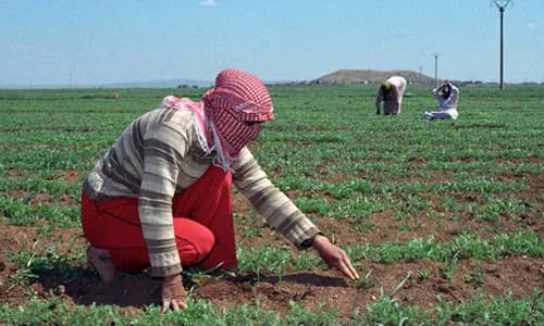 Community Microfinance: Syria