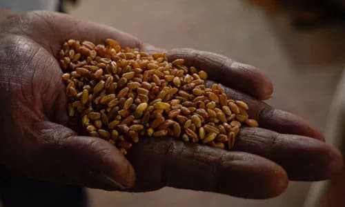 Community Microfinance: Syria