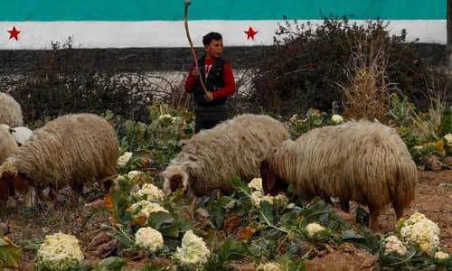 Community Microfinance: Syria