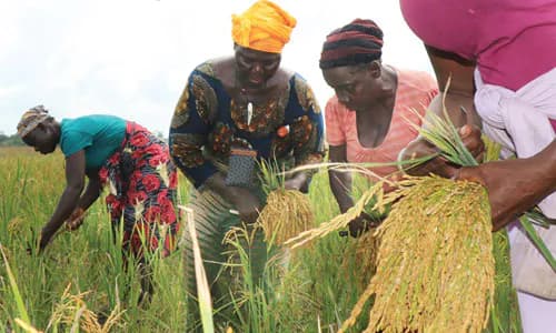 Liberia: Transforming Insurance Supervision