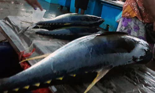 Micronesia: Priavtising Fisheries