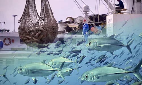 Micronesia: Priavtising Fisheries