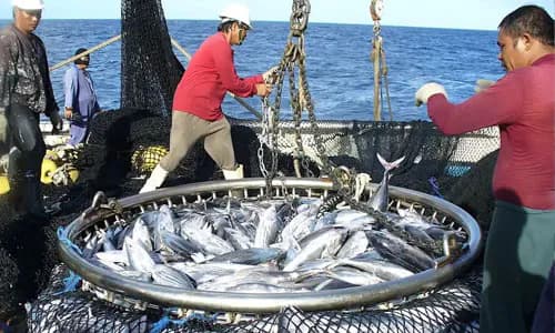 Micronesia: Priavtising Fisheries