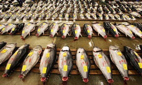 Micronesia: Priavtising Fisheries