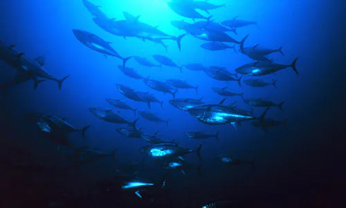 Micronesia: Priavtising Fisheries