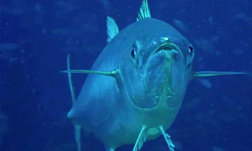 Micronesia: Priavtising Fisheries