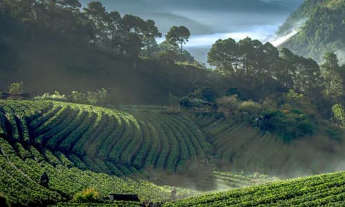 Thailand: inclusive agricultural insurance