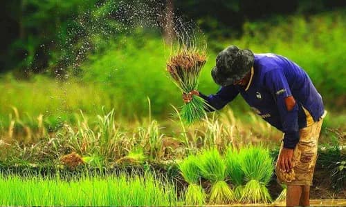 Thailand: inclusive agricultural insurance