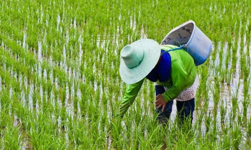 Thailand: inclusive agricultural insurance