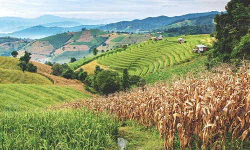 Thailand: inclusive agricultural insurance