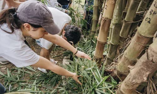 Thailand: inclusive agricultural insurance