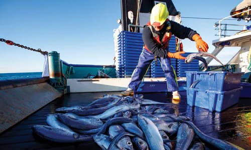 NZ: Accountability in Fisheries Research