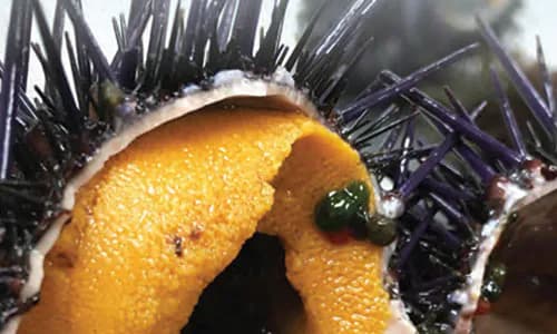 NZ: Accountability in Fisheries Research