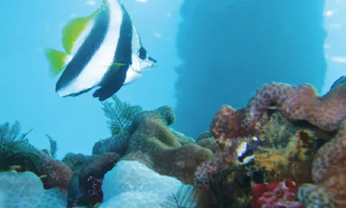 NZ: Accountability in Fisheries Research