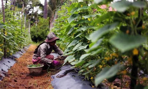 Cambodia: Embedding ESG Principles in the Financial Sector